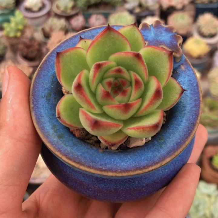 【闪购商品】月亮石带盆