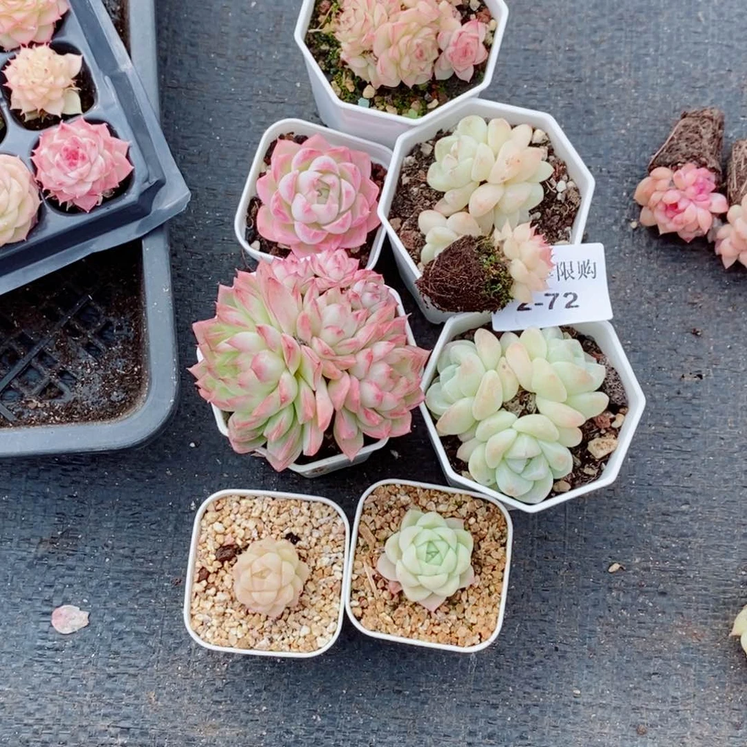 向*?2-72多肉多肉多肉多肉多肉多肉多肉多肉