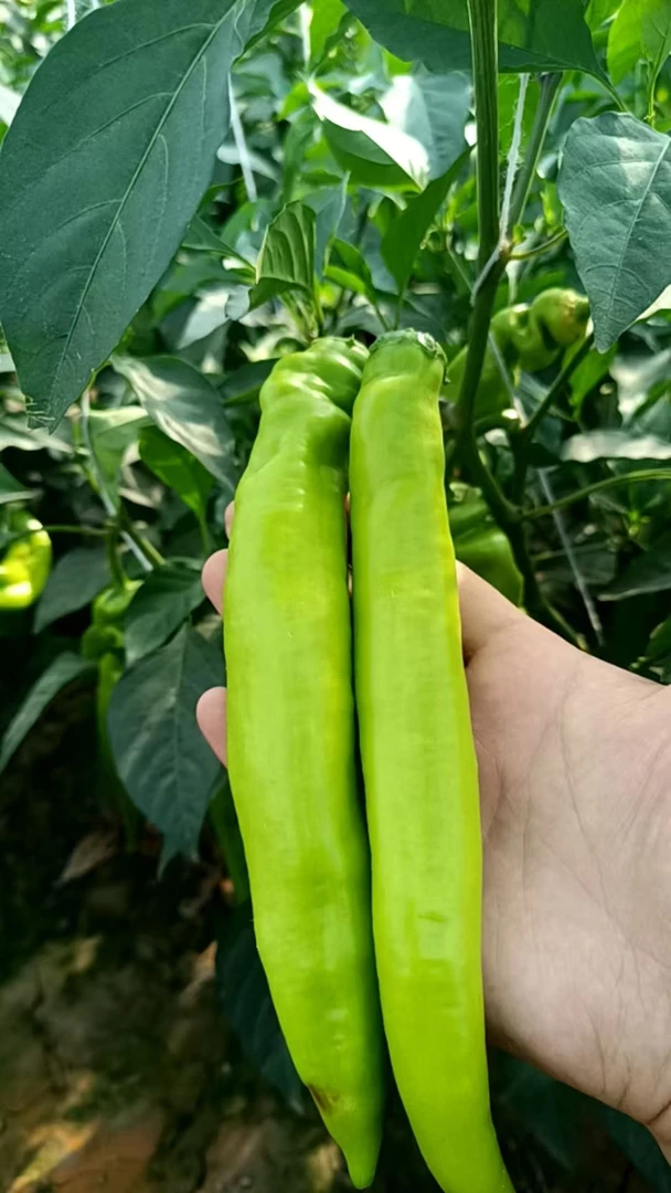 河南农村农家新鲜辣椒青椒尖椒青皮尖椒可炒菜辣椒新鲜特辣凉拌