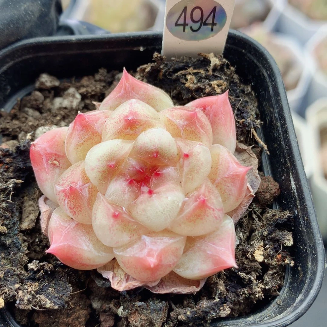 冰魄58包邮  群生不包整494