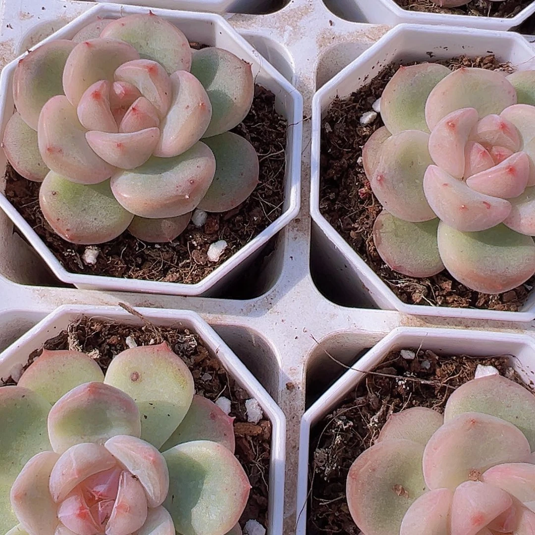 安娜珍妮19包邮多肉