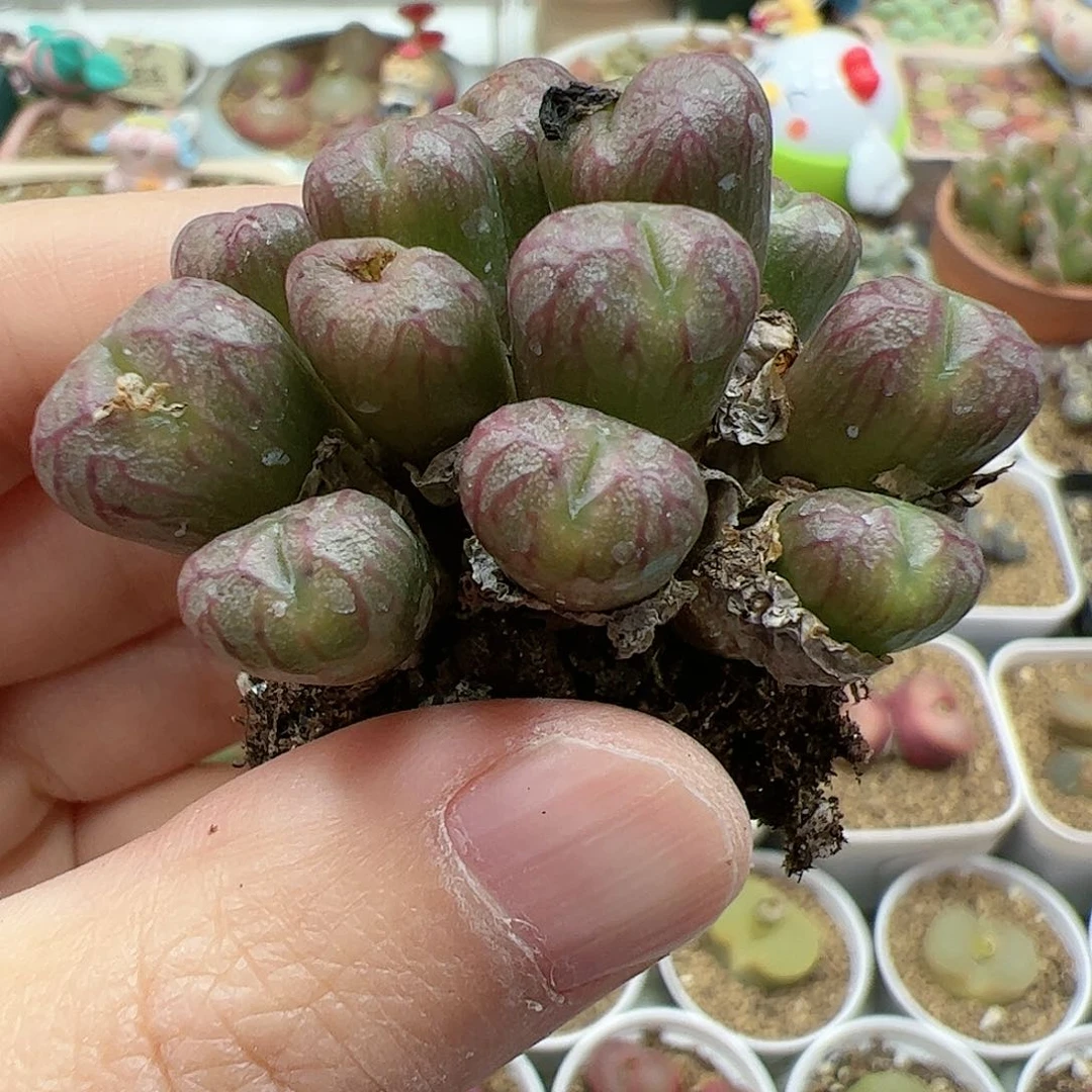 【闪购商品】378 下播福利