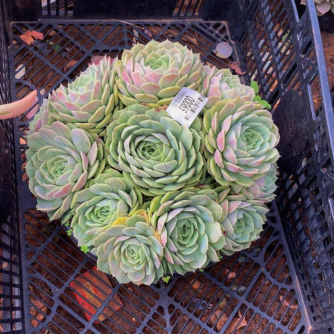 风***大   昂斯诺多肉00065