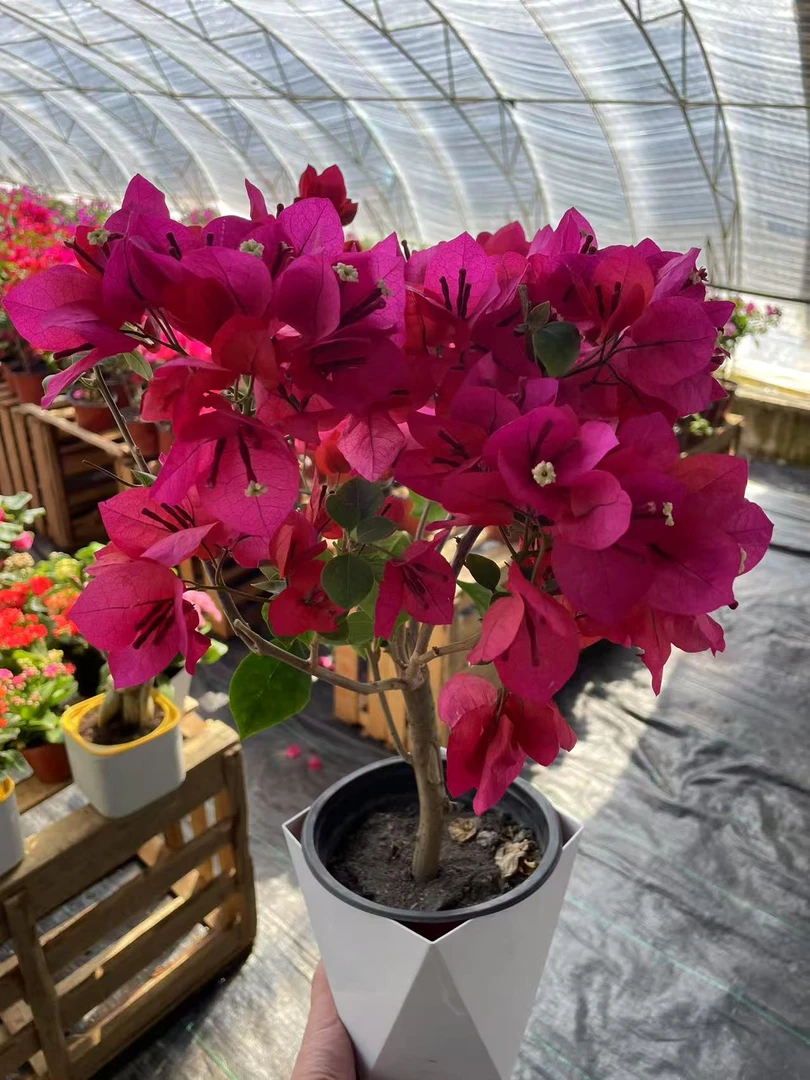 【新疆包邮】中国红云南紫老桩三角梅花卉勤花四季开花基地直发