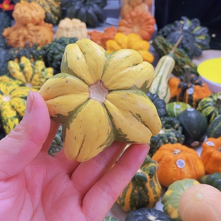 w***p无非金属墨西哥七彩哥的葫芦