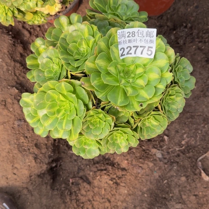 22775琉璃多肉植物