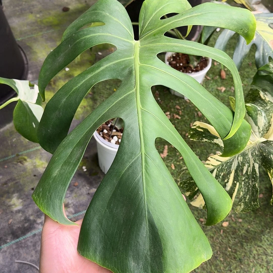 不开花植物绿骨大单叶C3