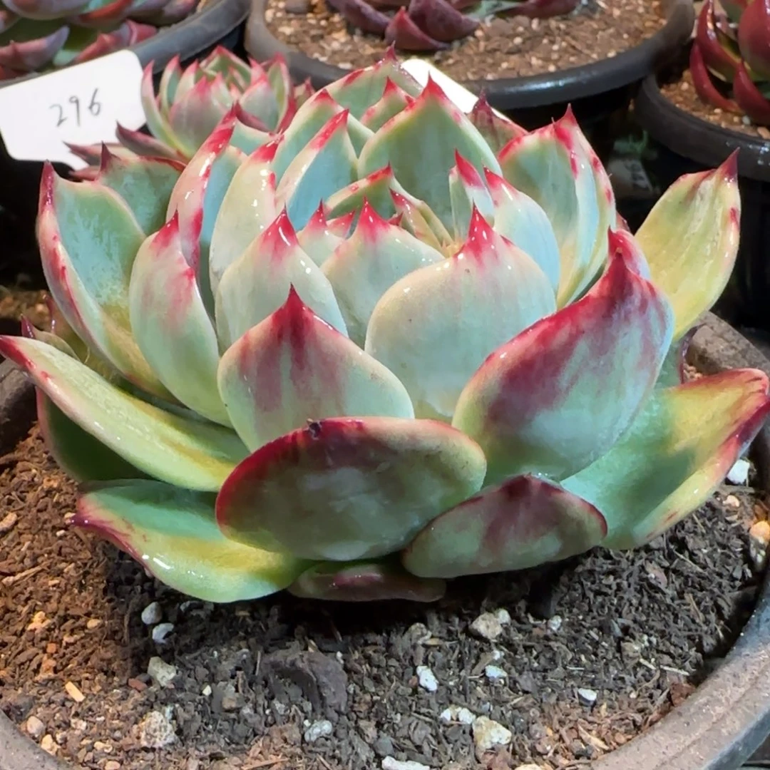 花脸拉丝惊鸿一物一拍包装收缩花旱243