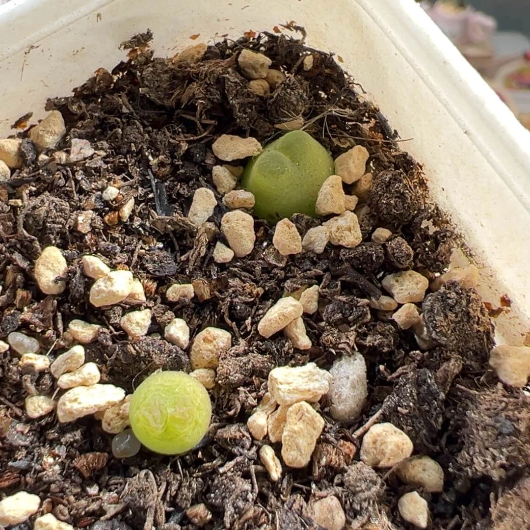 多肉植物33号拉登2个