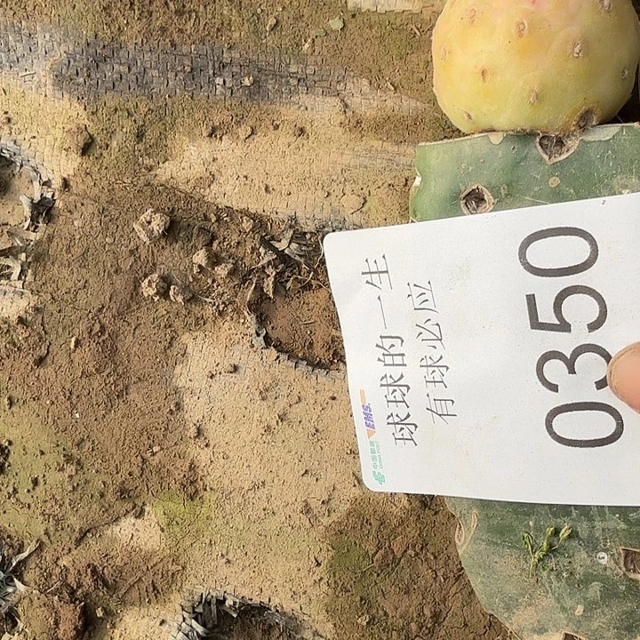 习志野仙人球无刺绿锦0350