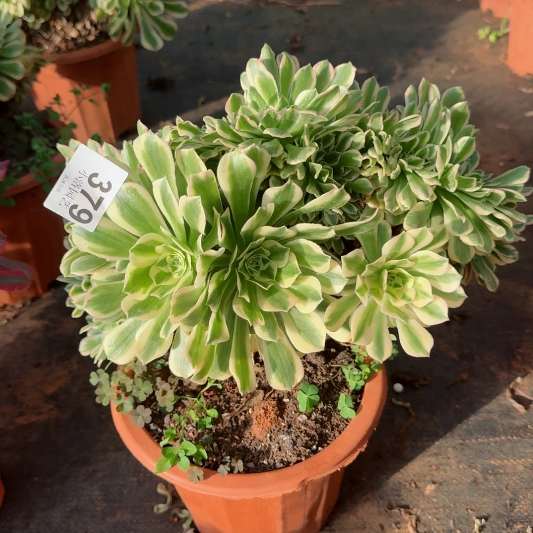 379迈巴赫缀化多肉植物满28包邮