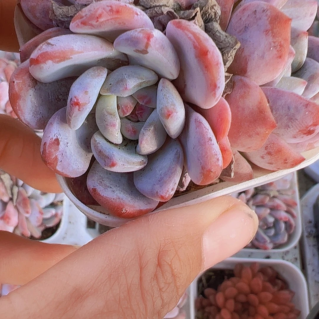 樱花橙群19包邮多肉