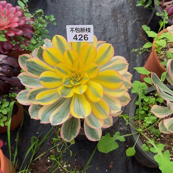 426多肉法师锦1111