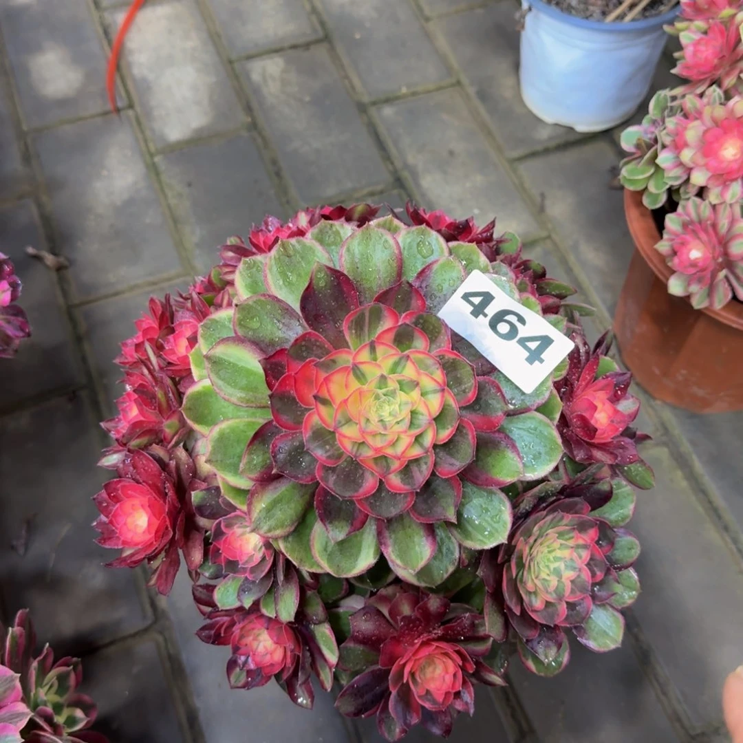 多肉植物464黑魔锦