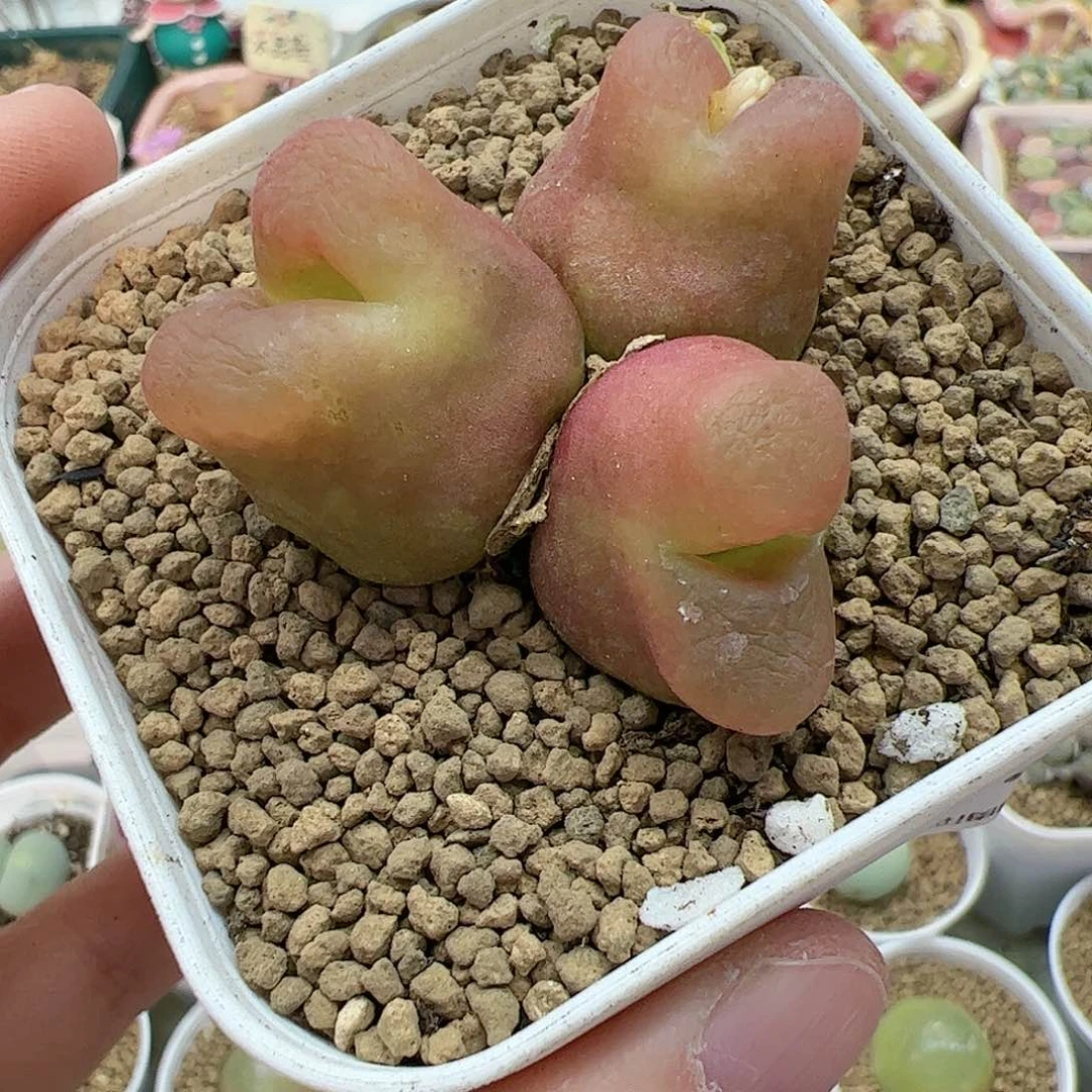 【闪购商品】350 开播福利