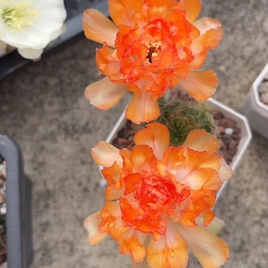 小***8现掰侧芽无根一物一拍