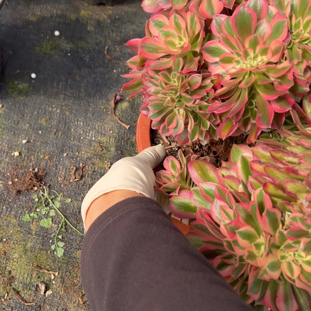 114女巫缀多肉嘻嘻嘻