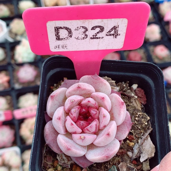 石榴石5cm多肉植物