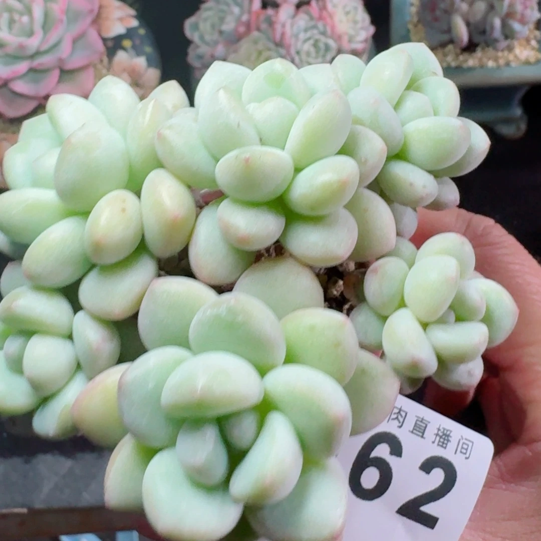 泡泡糖群生      愿你一路坦途，乘风破浪展宏图