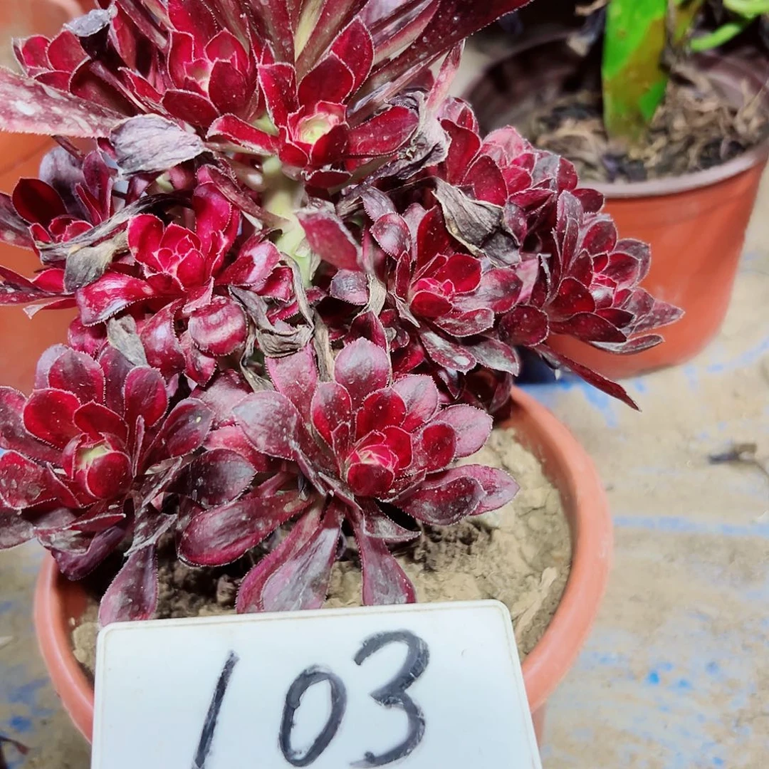 多肉植物香奈儿法师