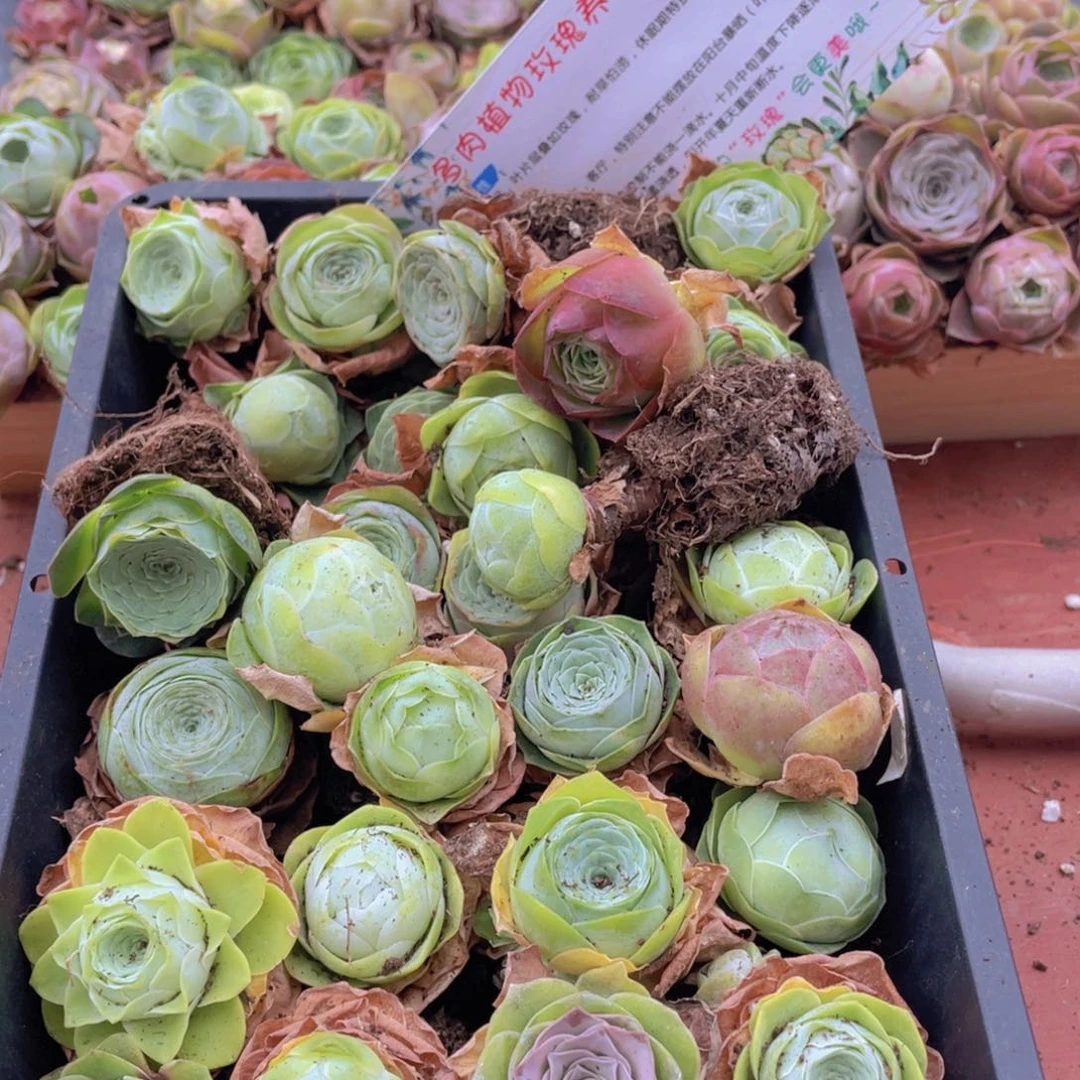 保底30颗888888888