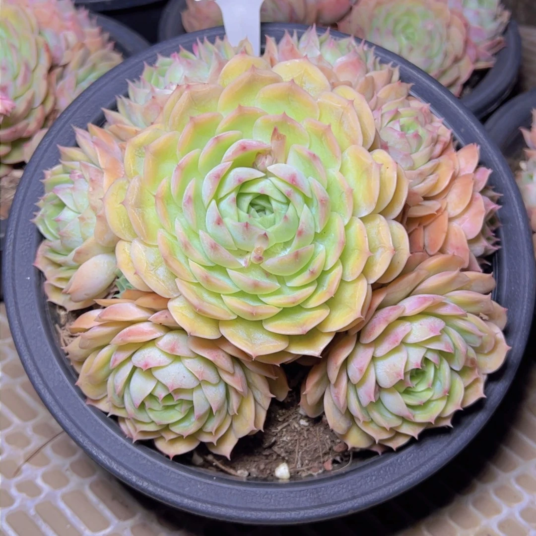 昂斯诺2059多肉植物