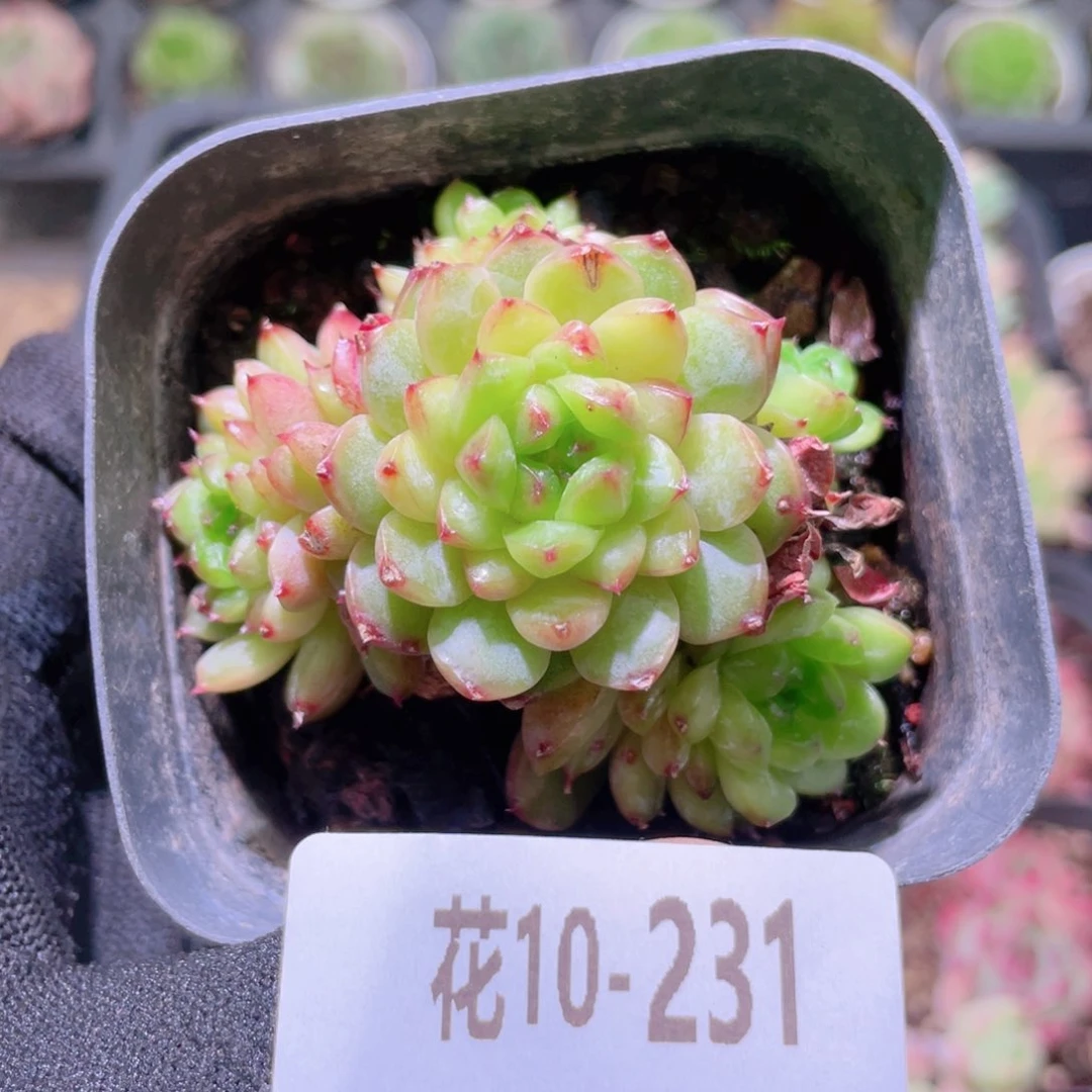 花利美10-231新品