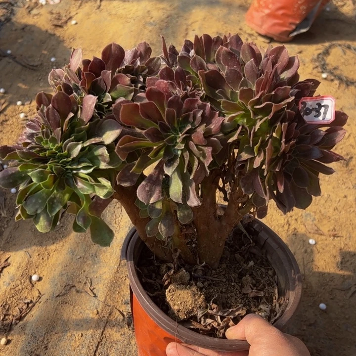 C*Y玫瑰缀多肉植物30-37