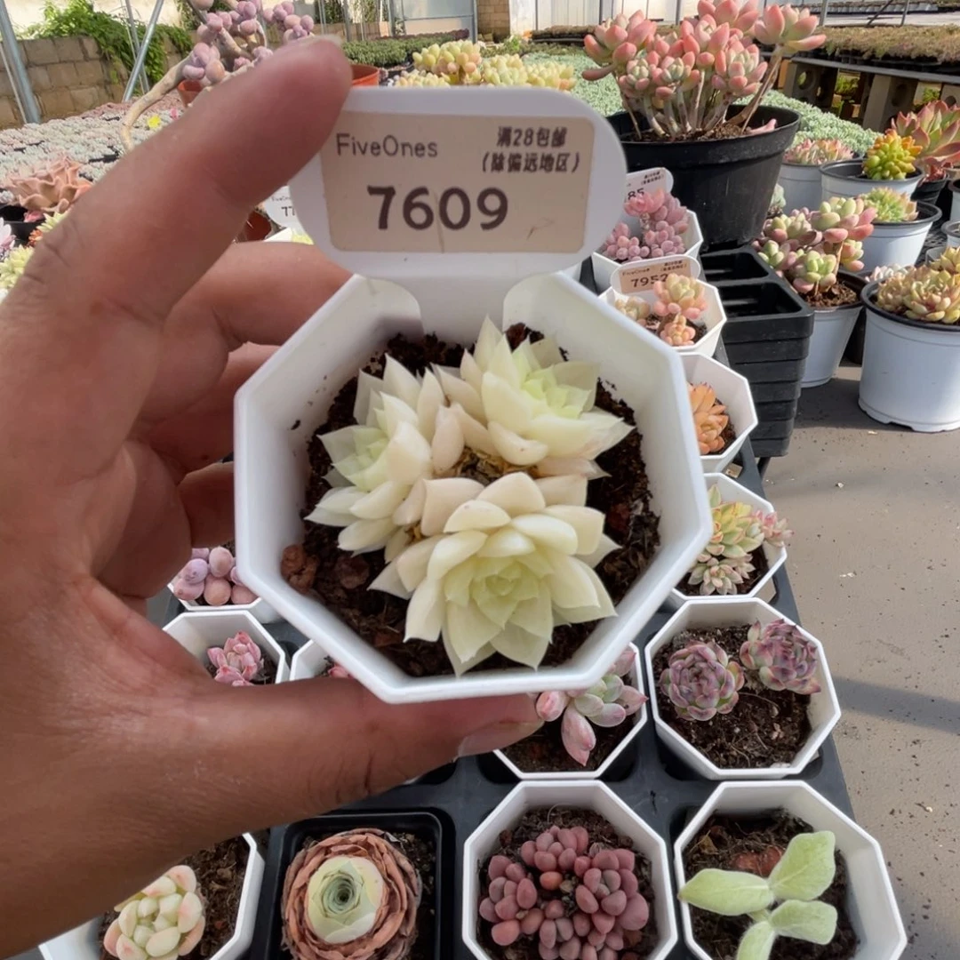 7609白天鹅4.5厘米