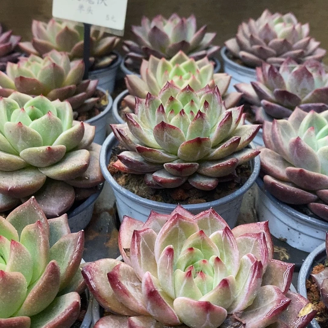 152夜魔侠 福利多多