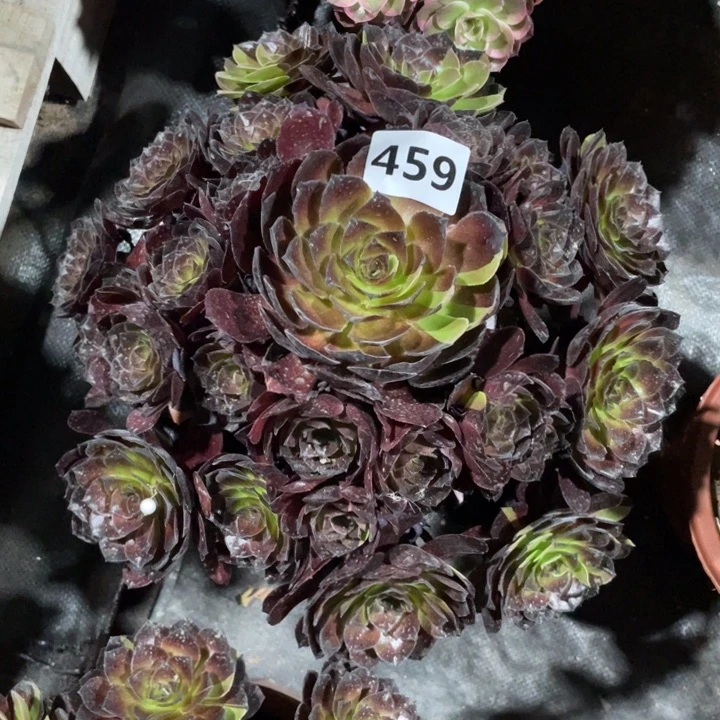 花花公子459号多肉植物