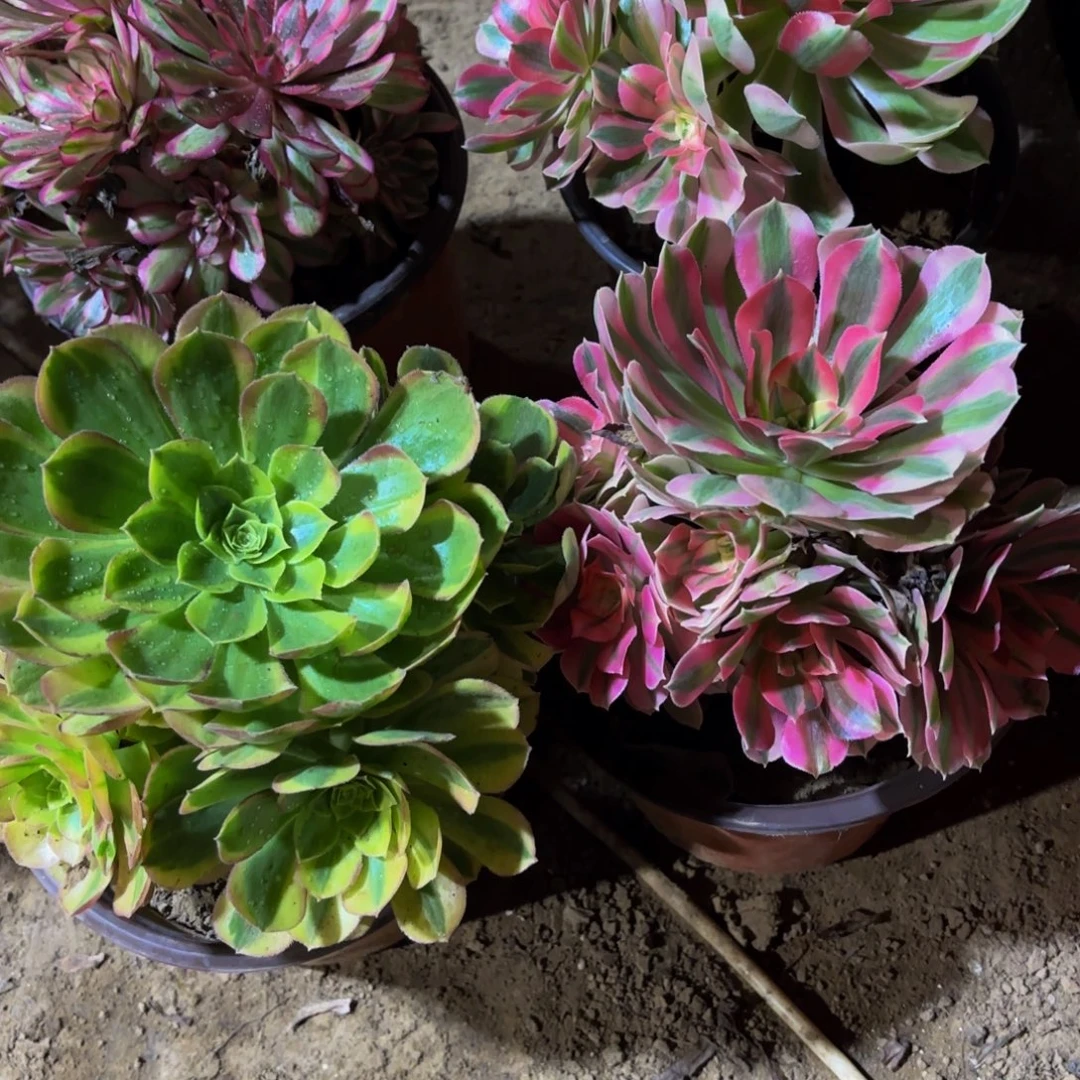 奶白粉女巫9.9多肉植物