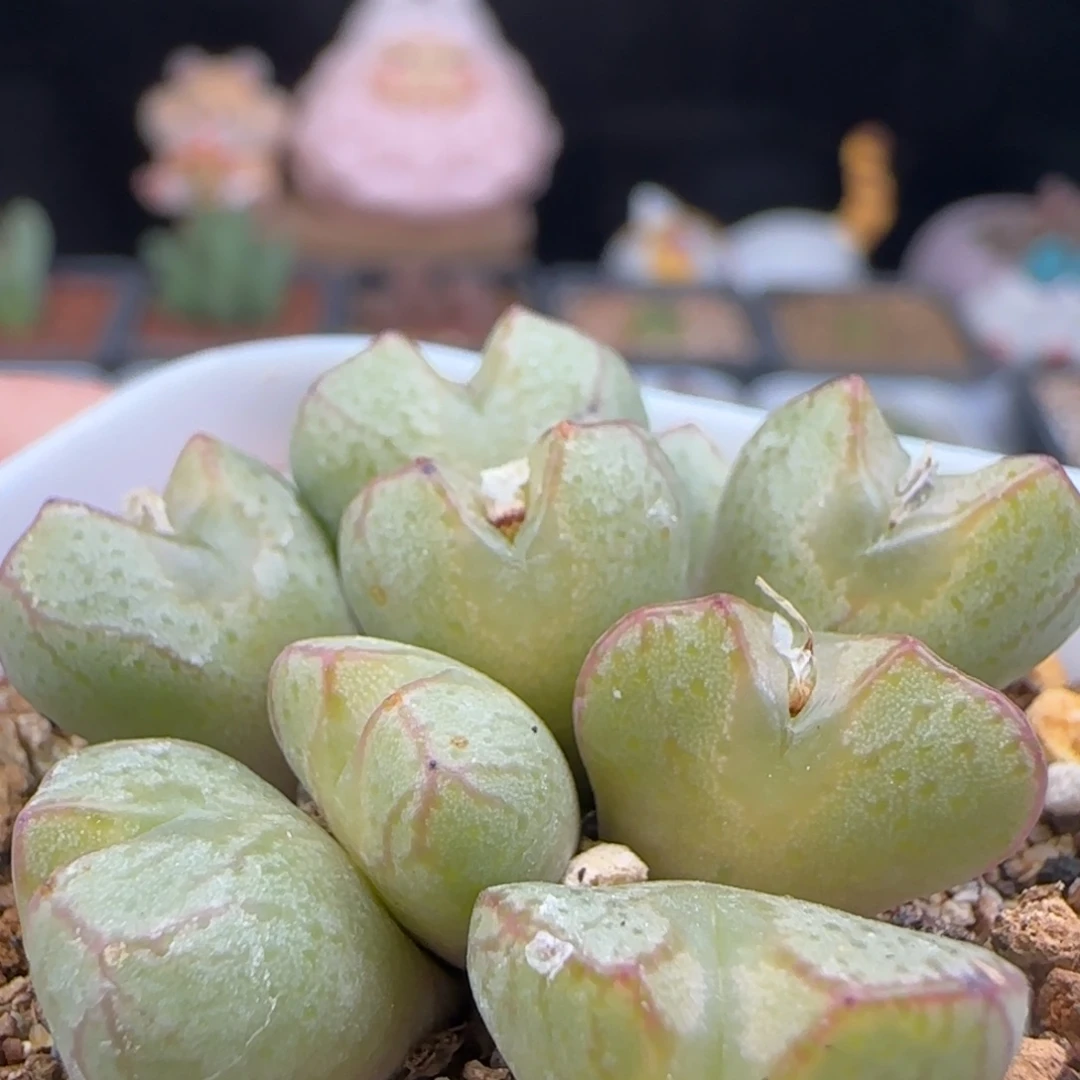 2.13.76/铅笔画杂/10头