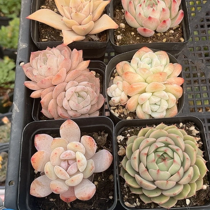 272 景天多肉6盆 脱土