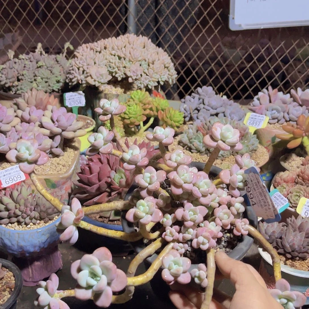 6994红洛神泡沫打包。