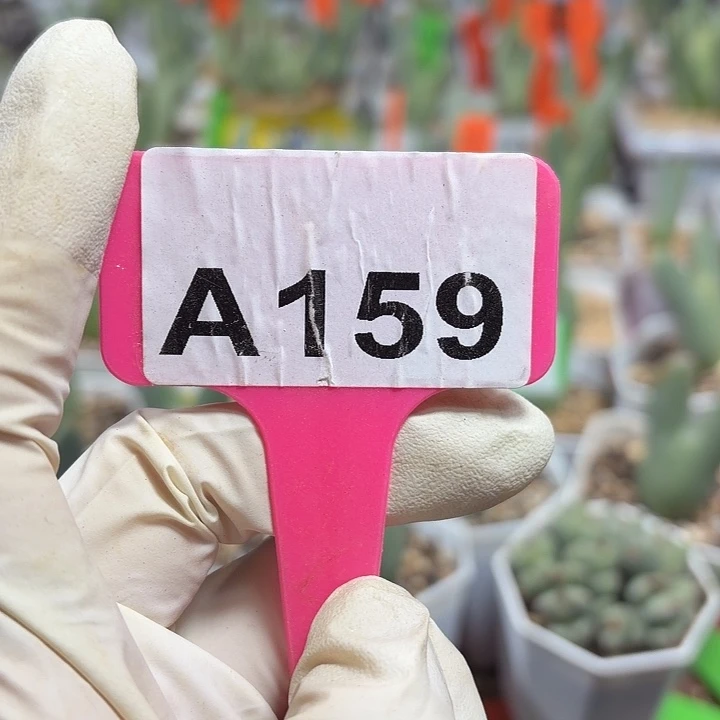 虾***仁159mmmmmmmmmmnnnnn