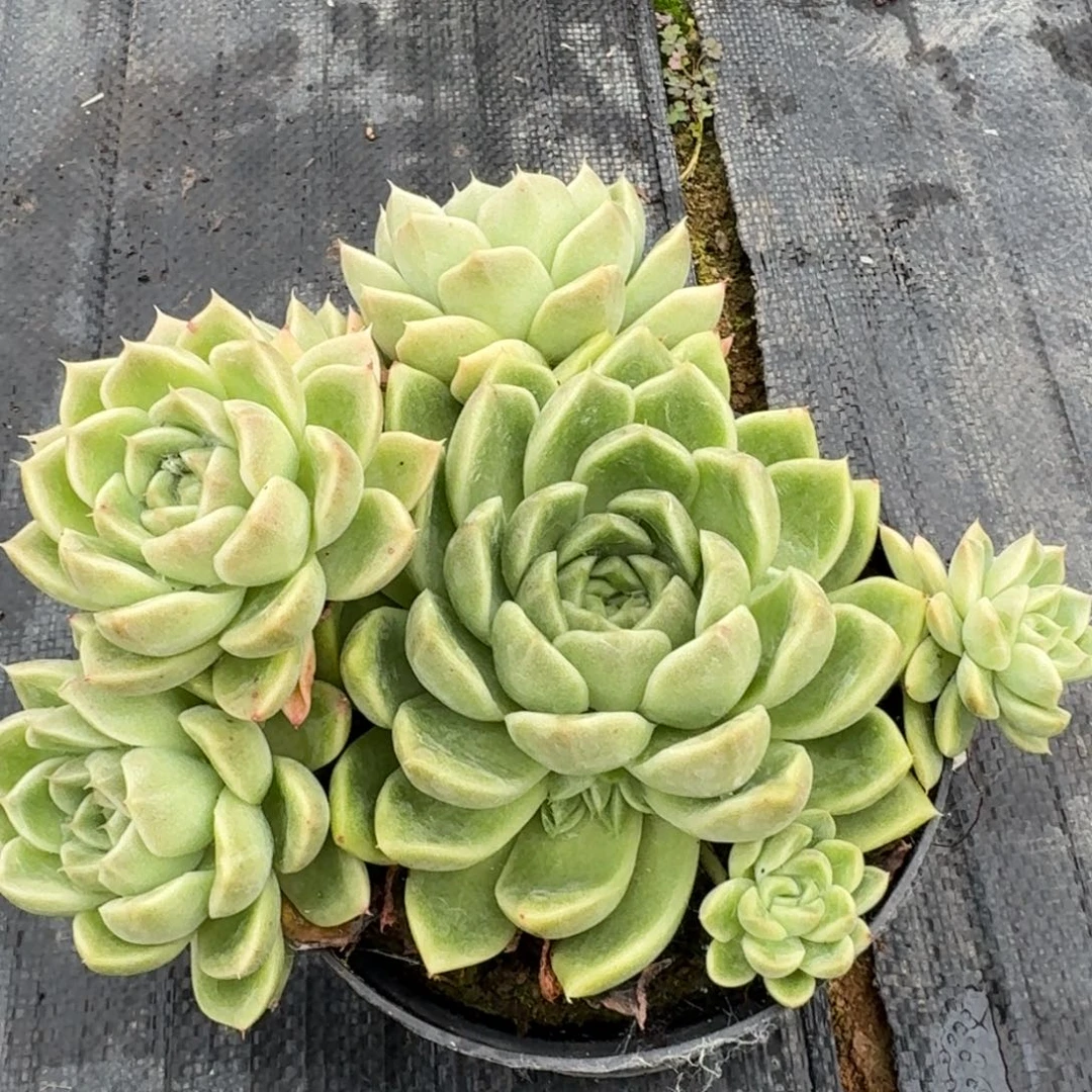 多肉杂交一物一拍22-53