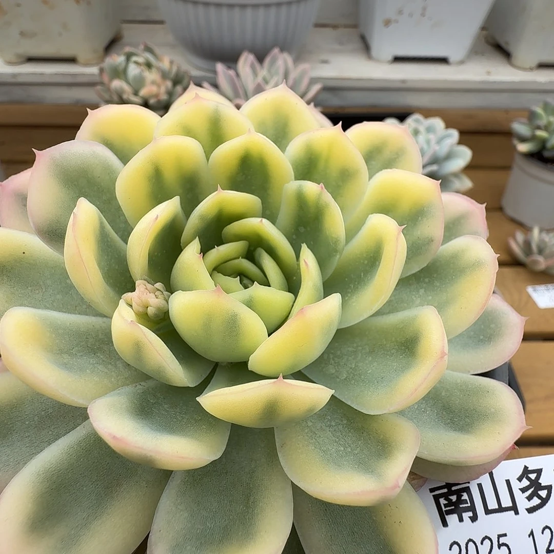 草莓冰锦111223-149