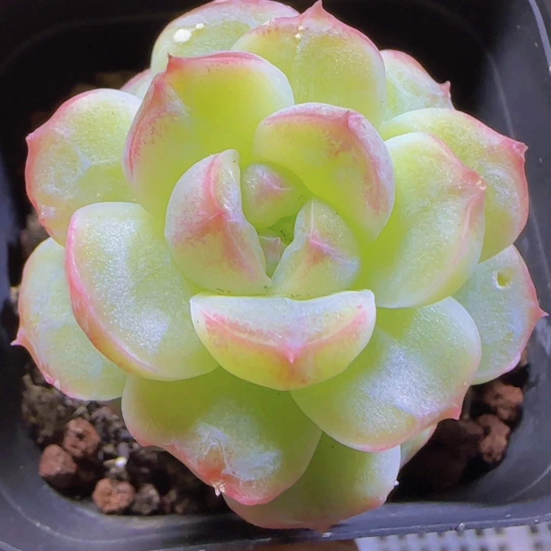 奶冰石化精控一物一拍