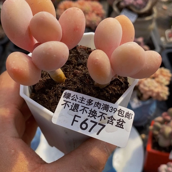 蛋黄奶7cm677多肉植物