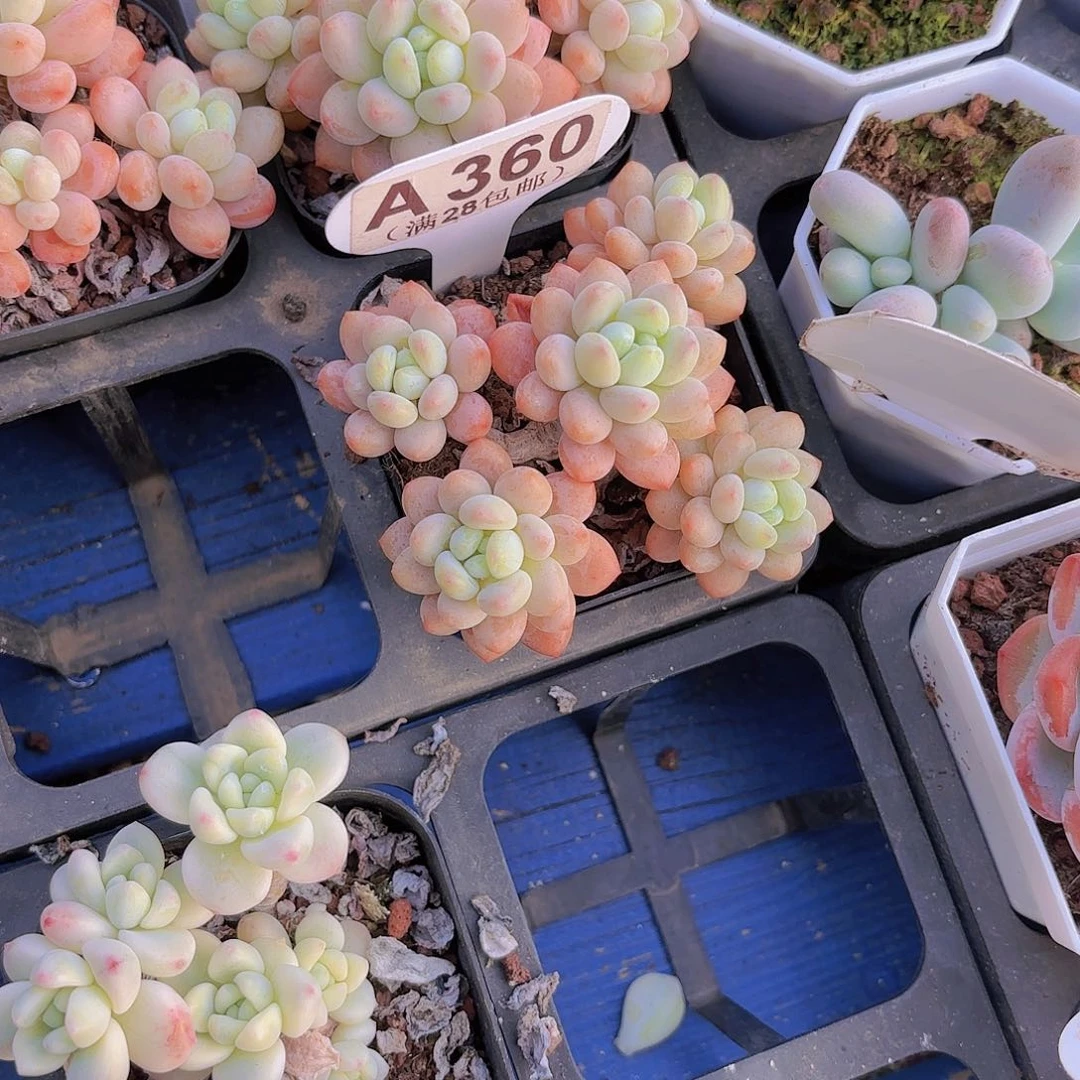 A360鱼子酱一物一拍