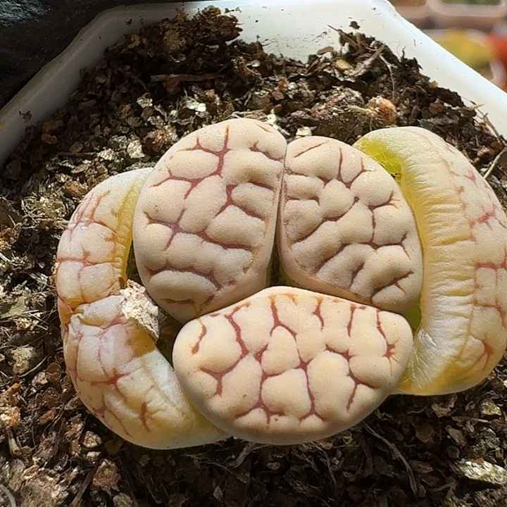 生石花233:：。  233