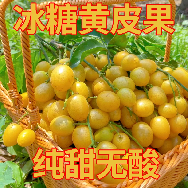 【顺丰冷链】广西冰糖黄皮果当季新鲜现摘酸甜多汁孕妇水果