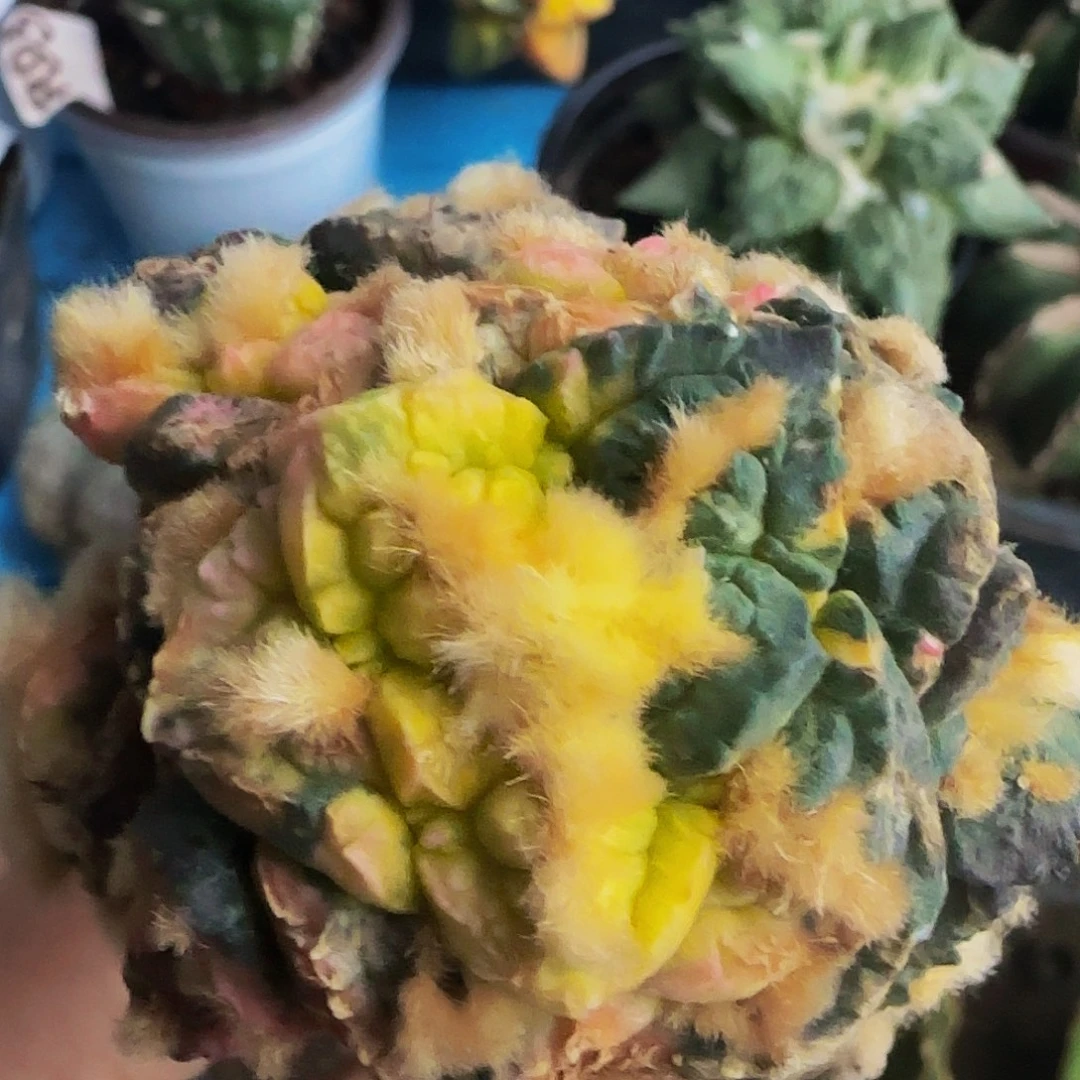 龟甲锦群969仙人球