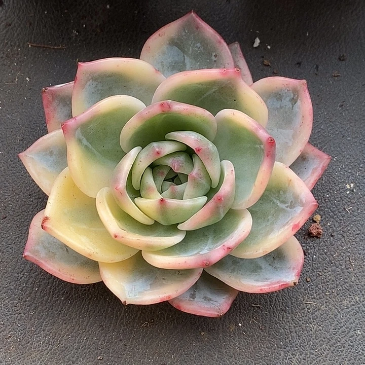 魔***节沙白11.5厘米无根多肉植物