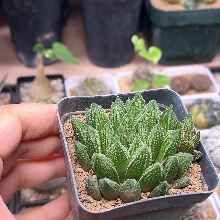 原始种硬叶十二卷一颗
