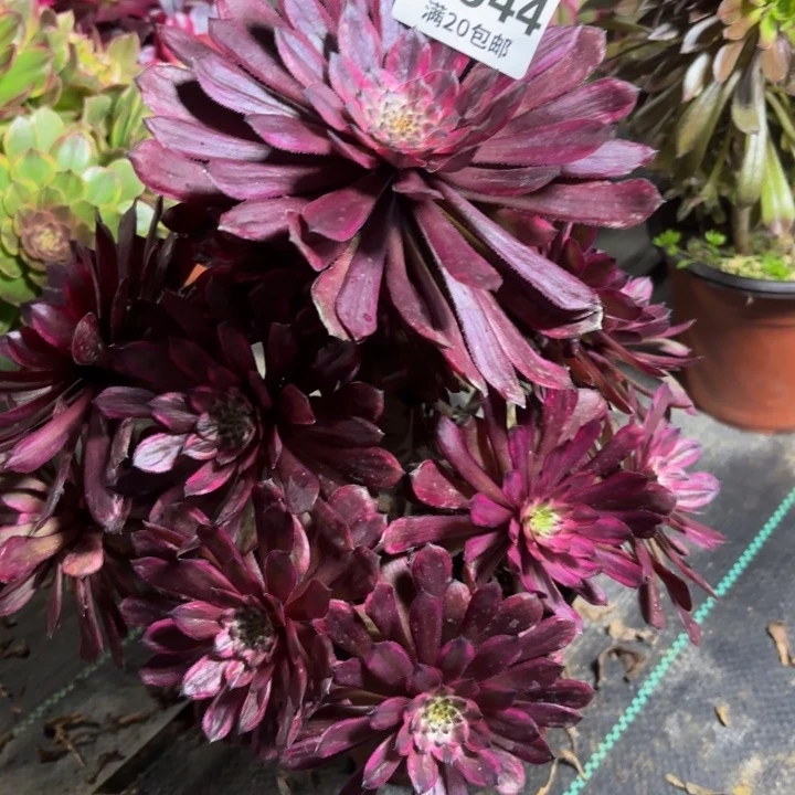 瑞妈一物一拍944