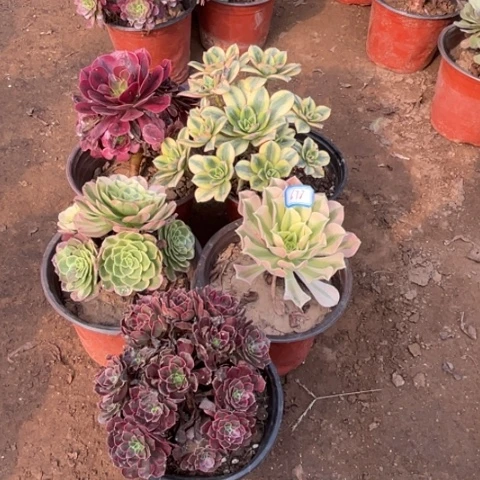 678多肉植物组合，