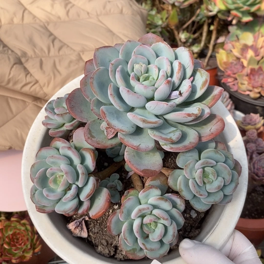 0086香橙老桩一物一拍