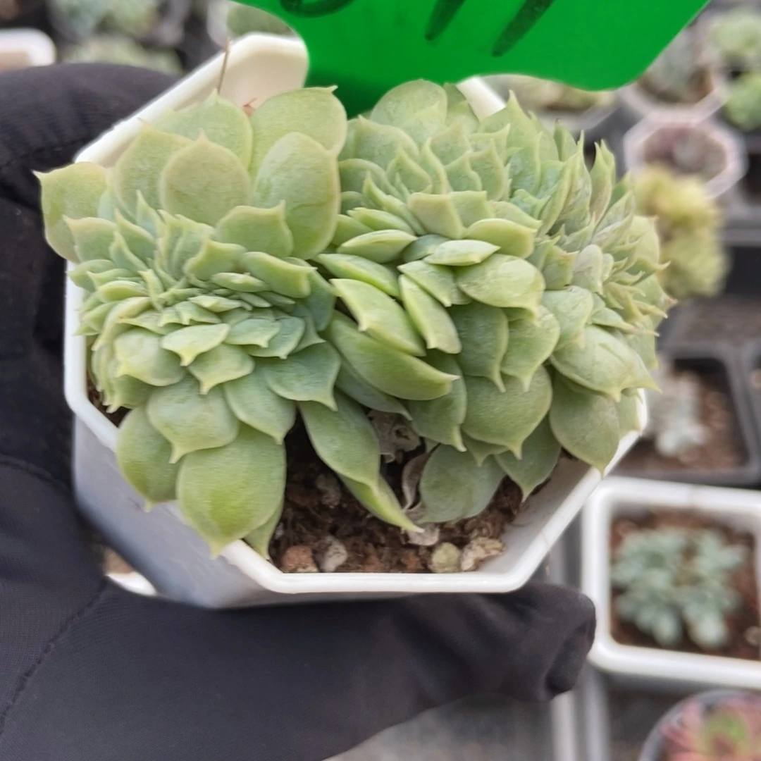 841盎司诺缀多肉植物